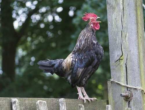 despertarse, convertirse con armadura de luz